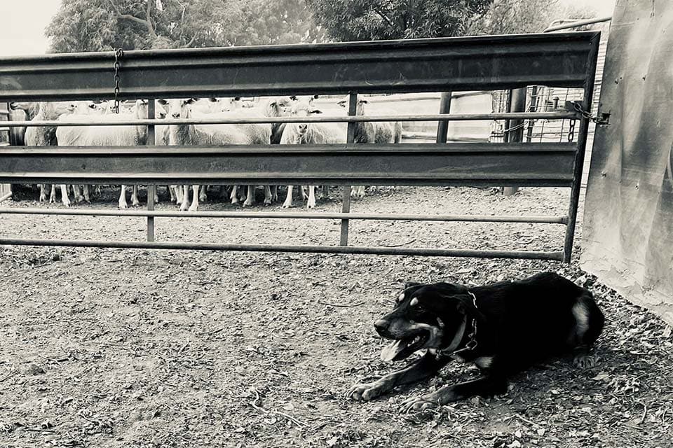 Livestock sheep contractor NSW VIC QLD