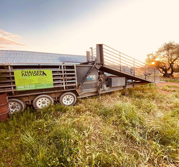 Sheep Dipping Contractor NSW VIC